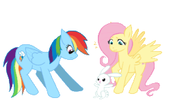 Size: 2000x1306 | Tagged: safe, artist:nouge, derpibooru import, angel bunny, fluttershy, rainbow dash, pegasus, pony, angel is a bunny bastard, angry, animated, blocking, blushing, female, flutterdash, lesbian, looking at each other, mare, shipping, simple background, wings