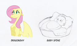 Size: 900x536 | Tagged: safe, artist:queencold, fluttershy, dragon, pegasus, pony, baby dragon, baby spike, basket, dragoness, dragonified, flutterdragon, sketch, teenaged dragon