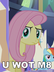 Size: 483x638 | Tagged: safe, fluttershy, pegasus, pony, what about discord?, fluttershy is not amused, image macro, meme, reaction image, u wot m8, unamused