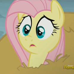 Size: 542x542 | Tagged: safe, screencap, fluttershy, pegasus, pony, the hooffields and mccolts, discovery family logo, female, mare