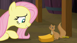 Size: 1903x1066 | Tagged: safe, screencap, fluttershy, pegasus, pony, squirrel, the hooffields and mccolts, cute, discovery family logo, female, looking at each other, mare, shyabetes, smiling