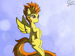 Size: 1024x768 | Tagged: safe, artist:superjewishgoat, derpibooru import, spitfire, pegasus, pony, female, mare, solo, two toned mane, wings, yellow coat