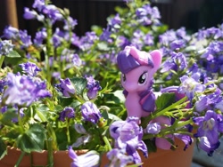 Size: 4128x3096 | Tagged: safe, artist:sleepyowlish, derpibooru import, twilight sparkle, flower, irl, photo, solo, toy