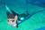 Size: 461x316 | Tagged: safe, edit, octavia melody, earth pony, manta ray, pony, not salmon, wat