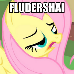 Size: 501x500 | Tagged: safe, screencap, fluttershy, pegasus, pony, faic, image macro, meme, solo