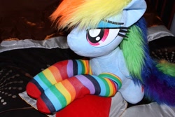 Size: 1095x730 | Tagged: safe, artist:ponimalion, derpibooru import, rainbow dash, pegasus, pony, bed, clothes, female, life size, mare, photo, pillow, plushie, rainbow socks, socks, striped socks