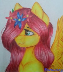 Size: 761x873 | Tagged: safe, artist:sweesear, edit, fluttershy, pegasus, pony, drawing, female, flower, flower in hair, green eyes, looking away, mane, pink mane, solo, spread wings, traditional art, wings