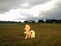 Size: 2449x1837 | Tagged: safe, artist:davidsfire, artist:makenshi179, applejack, fabulous, field, hay bale, irl, photo, ponies in real life, sky, solo, vector