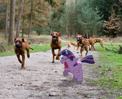 Size: 885x719 | Tagged: safe, artist:digitalpheonix, artist:krazy3, derpibooru import, twilight sparkle, unicorn twilight, dog, pony, unicorn, animal, charge, female, filly, filly twilight sparkle, irl, path, photo, ponies in real life, rhodesian ridgeback, solo, vector, younger