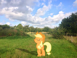 Size: 1600x1200 | Tagged: safe, artist:jourple, artist:makenshi179, applejack, apple orchard, field, grass field, irl, photo, ponies in real life, pose, shadow, solo, vector