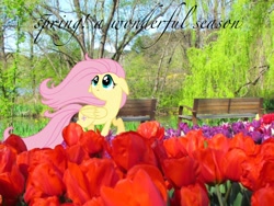 Size: 2048x1536 | Tagged: safe, edit, fluttershy, pegasus, pony, female, filly, filly fluttershy, floppy ears, flower, raised hoof, solo, spring, text, tulip, vector, vector edit