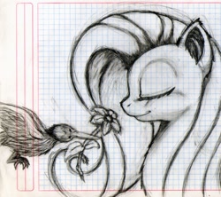 Size: 1954x1737 | Tagged: safe, artist:discorded-joker, fluttershy, bird, pegasus, pony, flower, lined paper, monochrome, pencil drawing, sketch, traditional art