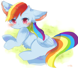 Size: 800x700 | Tagged: safe, artist:tsukuda, derpibooru import, rainbow dash, cat, cat pony, original species, pegasus, pony, blushing, chest fluff, cute, dashabetes, ear fluff, female, leg fluff, looking at you, pixiv, rainbow cat, solo