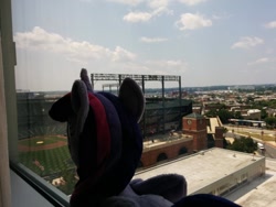 Size: 1024x768 | Tagged: artist needed, safe, derpibooru import, twilight sparkle, twilight sparkle (alicorn), alicorn, pony, 2014, bronycon, convention, female, irl, mare, oriole park at camden yards, plushie, window