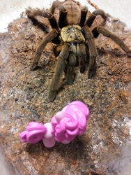 Size: 850x1133 | Tagged: safe, pinkie pie, spider, tarantula, aphonopelma hentzi, gift set, irl, photo, toy