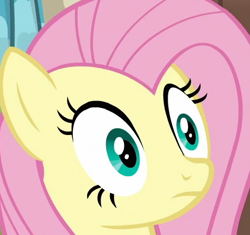 Size: 450x423 | Tagged: safe, fluttershy, pegasus, pony, flutter brutter, female, i've seen some shit, mare, reaction image