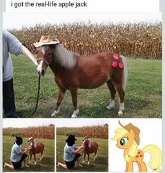 Size: 540x565 | Tagged: safe, applejack, human, pony, clothes, cosplay, costume, horse cosplay, irl, irl human, live action applejack, photo, real pony