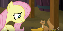 Size: 639x319 | Tagged: safe, artist:mlp-captions, screencap, fluttershy, pegasus, pony, squirrel, the hooffields and mccolts, discovery family logo, meme, youtube caption