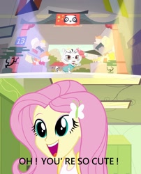 Size: 1564x1932 | Tagged: safe, edit, edited screencap, screencap, fluttershy, big cat, tiger, equestria girls, caption, china, image macro, littlest pet shop, meme, obligatory pony