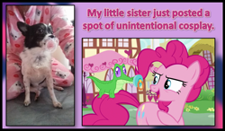 Size: 1233x720 | Tagged: safe, gummy, pinkie pie, the one where pinkie pie knows, accidental cosplay, barely pony related, dummy, obligatory pony, pacifier