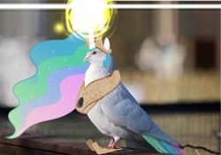 Size: 1715x1207 | Tagged: safe, princess celestia, pigeon, bread, food, irl, magic, magic blast, majestic as fuck, photo, solo, species swap