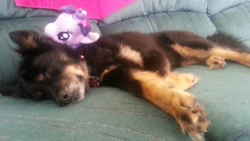 Size: 1280x720 | Tagged: safe, derpibooru import, twilight sparkle, aurora, irl, irl dog, photo, plushie, sofa