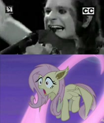 Size: 720x852 | Tagged: safe, fluttershy, bat pony, pony, flutterbat, ozzy osbourne, race swap, reaction image, wat