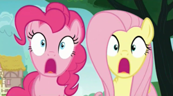 Size: 1277x711 | Tagged: safe, screencap, fluttershy, pinkie pie, pegasus, pony, buckball season, shocked