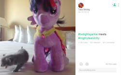 Size: 866x539 | Tagged: safe, derpibooru import, twilight sparkle, twilight sparkle (alicorn), alicorn, cat, pony, build-a-bear, female, irl, kitten, mare, meta, photo, plushie, tara strong, vine video