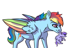 Size: 3885x2607 | Tagged: safe, artist:venommocity, derpibooru import, rainbow dash, oc, oc:astra, pegasus, pony, baby, baby pony, carrying, colored wings, female, filly, foal, holding a pony, mare, mother and child, mother and daughter, mouth hold, multicolored wings, offspring, parent and child, parent:dumbbell, parent:rainbow dash, parents:dumbdash, rainbow wings, scruff, simple background, smol, white background, wings