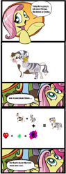 Size: 1457x3833 | Tagged: safe, daisy jo, fluttershy, zecora, cow, hybrid, pegasus, pony, zebra, blue coat, blue eyes, comic, conjoined, dialogue, documentary, exploitable meme, female, fun fact, fusion, looking up, mare, meme, multicolored tail, nature is so fascinating, pink coat, pink mane, smiling, speech bubble, symbiosis, two heads, udder, wat, we have become one, what has magic done, wings, yellow coat, zebrow