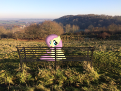 Size: 3264x2448 | Tagged: safe, artist:cyanlightning, artist:harpycross, fluttershy, pegasus, pony, bench, cute, female, grass, irl, looking at you, looking back, mare, photo, photoshop, ponies in real life, shyabetes, solo, story included, tree, updated, vector, winter