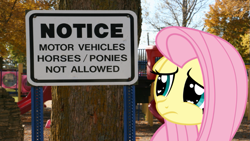 Size: 771x434 | Tagged: safe, artist:kingbilly97, edit, fluttershy, female, irl, mare, notice, photo, ponies in real life, sad, solo