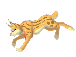 Size: 2048x1536 | Tagged: safe, artist:perle-de-suie, applejack, big cat, lynx, applecat, fluffy, frown, necklace, running, simple background, solo, species swap, transparent background