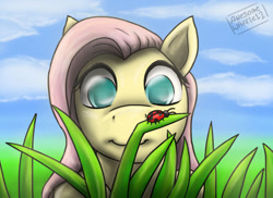 Size: 1024x745 | Tagged: safe, artist:awesomewaffle11, fluttershy, ladybug, pegasus, pony, bust, grass, looking at something, looking down, perspective, portrait, solo
