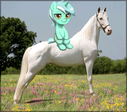 Size: 600x525 | Tagged: safe, lyra heartstrings, horse, horse-pony interaction, irl, irl horse, photo, ponies in real life, ponies riding horses, ponies riding ponies, sitting