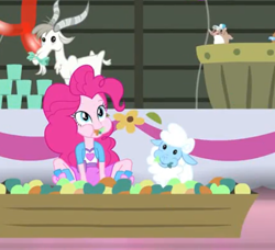 Size: 466x425 | Tagged: safe, screencap, pinkie pie, goat, hamster, sheep, equestria girls, rainbow rocks, shake your tail, balloon, boots, cropped, cup, cute, diapinkes, flower, high heel boots, humans doing horse things, table