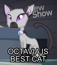 Size: 405x458 | Tagged: safe, edit, edited screencap, screencap, octavia melody, cat, earth pony, pony, pinkie apple pie, animal, bell, bell collar, collar, cropped, goldie delicious' cats, image macro, meme, purple eyes, siamese cat, solo