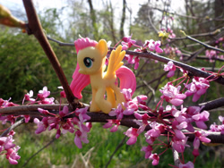 Size: 3840x2880 | Tagged: safe, artist:lee-sherman, blossom, fluttershy, pony, blind bag, irl, photo, solo, toy, tree