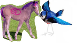 Size: 676x382 | Tagged: safe, artist:no0dlegorillaz, derpibooru import, twilight sparkle, twilight sparkle (alicorn), alicorn, bird, blue jay, horse, 1000 hours in ms paint, crossover, irl, kissing, mordecai, mordetwi, photo, quality, realistic, regular show, simple background, white background