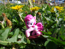 Size: 4220x3165 | Tagged: safe, artist:lee-sherman, pinkie pie, pony, absurd resolution, blind bag, flower, irl, photo, solo, toy