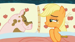 Size: 1277x713 | Tagged: safe, screencap, applejack, earth pony, pig, pony, 28 pranks later, applejack's bed partner, bed, bedroom eyes, discovery family logo, lidded eyes, meme origin, out of context, pillow, smiling