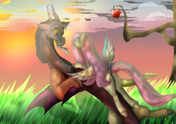 Size: 1024x720 | Tagged: safe, artist:lettelauren, discord, fluttershy, draconequus, pegasus, pony, apple, discoshy, female, food, grass, male, outdoors, shipping, straight, sunset, sweet apple acres, tree