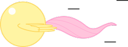 Size: 283x105 | Tagged: safe, artist:mega-poneo, fluttershy, pegasus, pony, ball, crossover, female, flutterball, mare, motion lines, rolling, simple background, solo, sonic the hedgehog (series), spin dash, spread wings, transparent background, wings