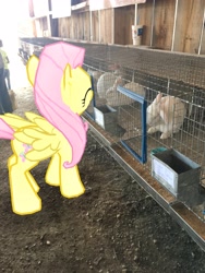 Size: 3024x4032 | Tagged: safe, fluttershy, pegasus, pony, rabbit, augmented reality, gameloft, irl, photo, ponies in real life, smiling, solo, that pony sure does love animals