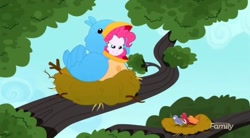 Size: 1492x826 | Tagged: safe, screencap, constance, pinkie pie, bird, eqg summertime shorts, equestria girls, the art of friendship, animal costume, bird costume, bird nest, chickadee (bird), clothes, costume, house finch, nest, pinkie birdie, sitting in a tree, songbird, tree branch