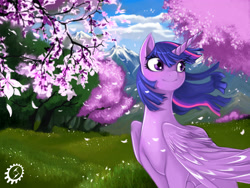 Size: 4096x3072 | Tagged: safe, artist:blackrunewarlock, derpibooru import, twilight sparkle, twilight sparkle (alicorn), alicorn, pony, cherry blossoms, female, mare, scenery, solo