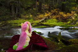 Size: 2500x1667 | Tagged: safe, artist:natureshy, artist:qtpony, fluttershy, autumn, blanket, clothes, creek, equestria: into the wild, forest, irl, life size, lying down, nature, outdoors, photo, photography, plushie, ponies in real life, rainforest, socks, striped socks, washington, water