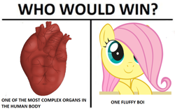 Size: 1024x638 | Tagged: safe, edit, fluttershy, pegasus, pony, boi, cute, cuteness overload, exploitable meme, heart, meme, one fluffy boi, shyabetes, text, weapons-grade cute, who would win