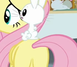 Size: 682x597 | Tagged: safe, screencap, angel bunny, fluttershy, pegasus, pony, rabbit, spoiler:s08, animal, cropped, female, friendship always wins, male, mare, plot, rabbits riding ponies